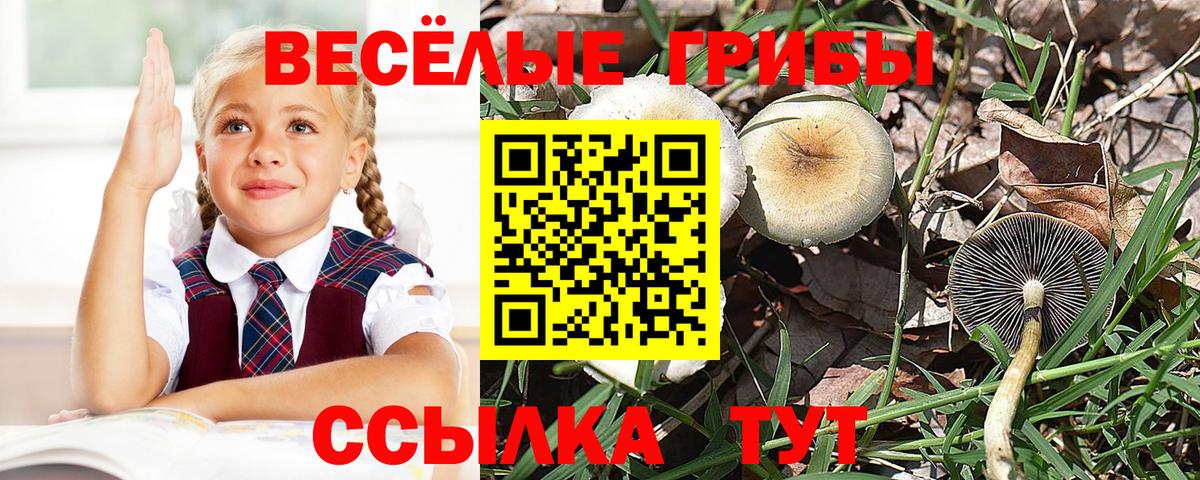 Шадринск  Галлюциногенные грибы Cubensis  Вход с VPN 