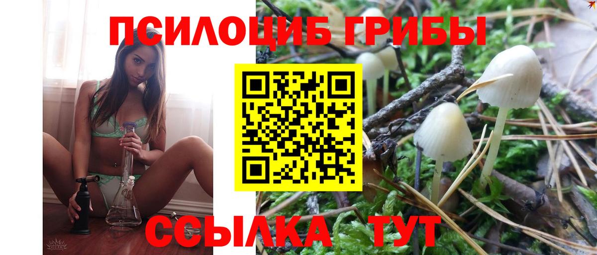 Псилоцибиновые грибы Cubensis Шадринск